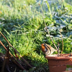 Robin on a plant pot