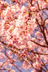 Zweig mit einer rosa Kirschbaumblüte