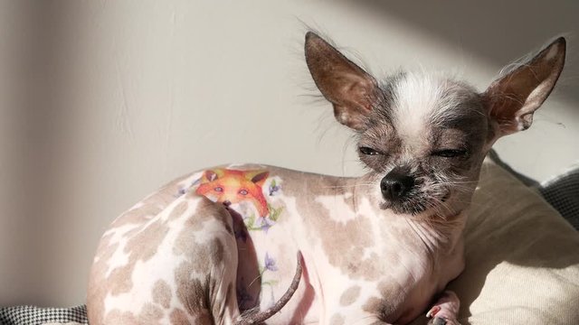 Hairless dwarf dog
