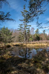 Spiegelung im Birkensee im Naturpark Schönbuch