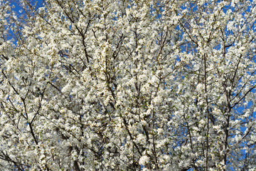 white peach tree blossom on blue sky springtime concept