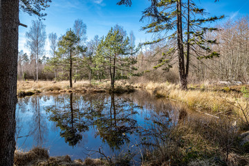Spiegelung im Birkensee im Naturpark Schönbuch