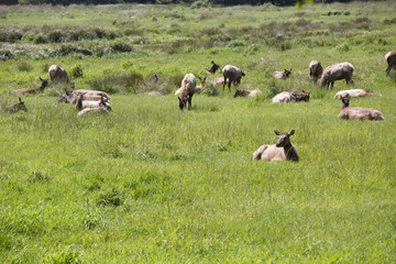 Elk Herd