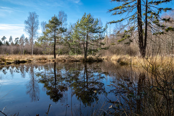 Spiegelung im Birkensee im Naturpark Schönbuch
