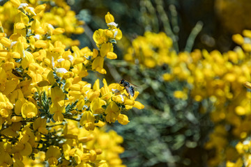 Close up flowers Codeso bushes - Adenocarpus viscosus - near Roque de los Muchachos near Observatory located in the island of La Palma in the Canary Islands. Observatory at Caldera De Taburiente