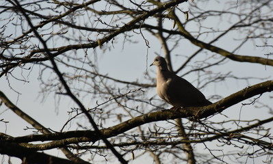 Taube