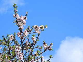 Zoom photo of beautiful almond tree in blossom and deep blue sky as background