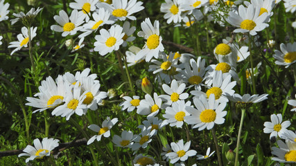 Zoom photo of beautiful daisies with bokeh effect blurred background as seen in the park at spring 