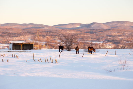 Three beautiful brown horses in snowy field seen during an early morning golden hour, with the Laurentian mountains in the background, St. Pierre, Island of Orleans, Quebec, Canada