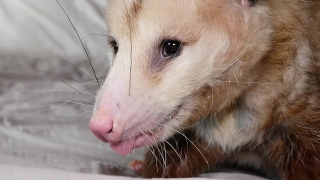 Hand opossum