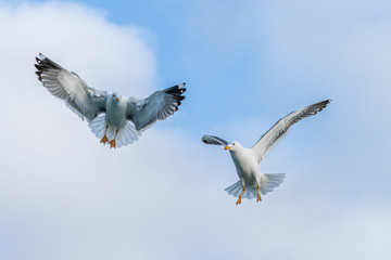 Gulls