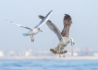 Gulls