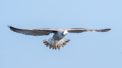 Gulls
