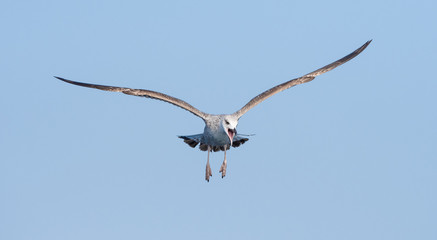 Gulls