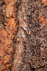 Interesting tree bark texture and pattern macro