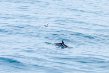 Naklejka premium Dolphin