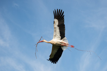 Stork