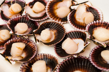 Conchitas a la Parmesana - Clean and dry shells to add the cheese and put them in the oven