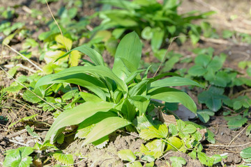 Bärlauch Pflanze im Garten