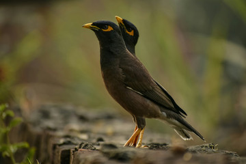 blackbird on a branch