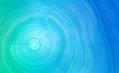Monotone blue cut wood texture. Detailed flat background of a felled tree trunk or stump. Rough organic tree rings with close up of end grain.