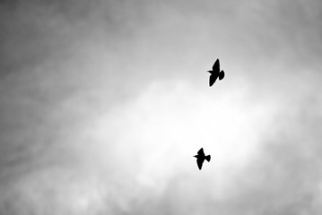 Silhouette of two birds in flight