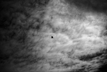 Silhouette of a bird in flight