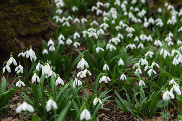 White snowdrops in the forest. A woodland covered with flowering snowdrops. 