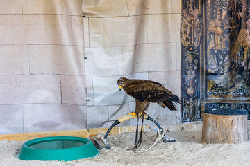 trained bird of prey for falconry