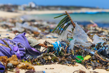 Live green plants among plastic trash on the beach