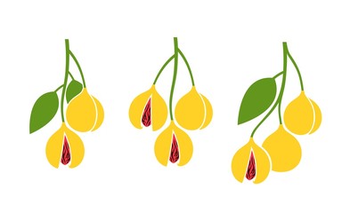 Obraz premium Nutmeg logo. Isolated nutmeg on white background