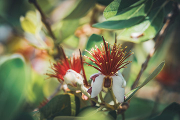 Flowers of Pineapple Guava tree