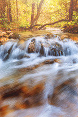 River in the forest during autumn