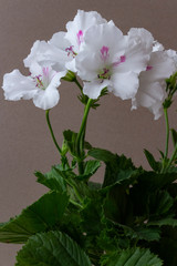 Large white flowers of the royal pelargonium of grandiflora of the Mona Lisa variety on a neutral background.