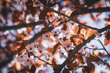 Flowers of plum tree in early spring