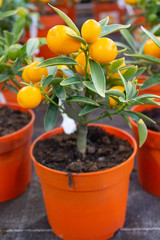 Indoor miniature citrus tree with ripe fruits in a pot in a flower shop.