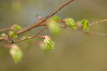 Young tree leaf and bud. New spring foliage appearing on branches. Tree or bush releasing buds. Seasonal forest background.