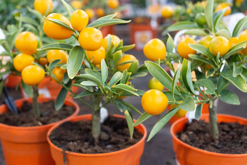 Indoor miniature citrus trees with ripe fruits in pots in a flower shop.