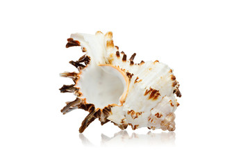 Sea shell isolated on white background.