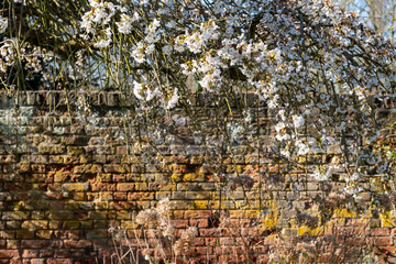Spring blossom at Eastcote House historic walled garden in the Borough of Hillingdon, London, UK. Photographed in late afternoon in early spring.