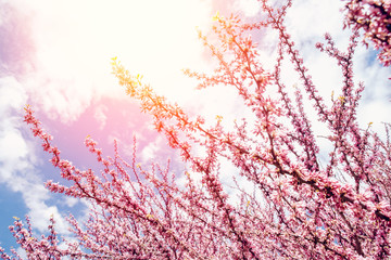 Beautiful spring texture branch of blossoming pink tree, sunlight colored background
