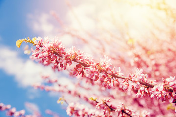 Beautiful spring texture branch of blossoming pink tree, sunlight colored background