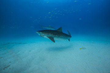 Tiger shark in Tiger Beach, Bahamas. 