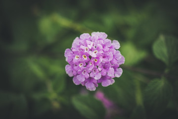 Detail of an Umbelanterna flower in a garden