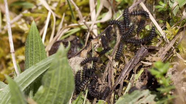 Timelapse. Glanville Fritillary (Melitaea cinxia ) Caterpillars. Approx 15mm long. Probably 5th Instar.