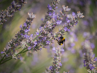 small bee is sitting on lavender flowers