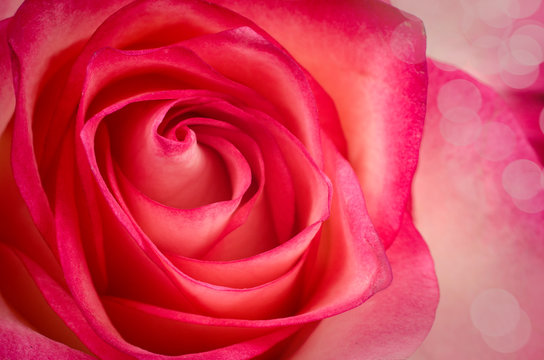 Beautiful Red Rose Close up. Macro Flower Background Photo.