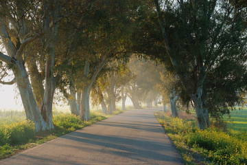 Road with trees in Campillos, Malaga. Spain