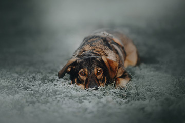 mixed breed dog lying down outdoors on frosty grass