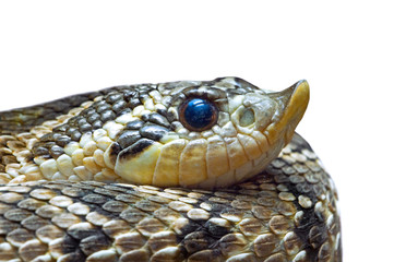 Fototapeta premium Western hognose snake (Heterodon nasicus) mildly venomous colubrid endemic to North America, close-up of head against white background